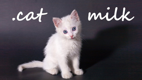 小猫奶 Cat Milk